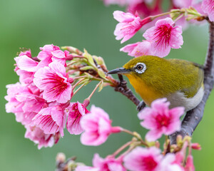 Mejiro with sakura