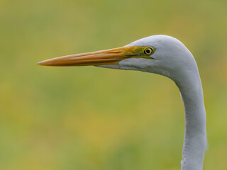 Great Egret close up portrait
