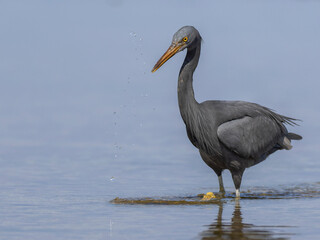 Pacific reef egret stalks the reef