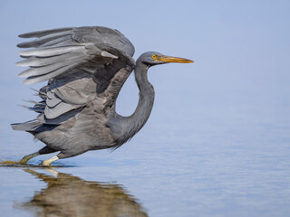 Pacific reef egret takes off