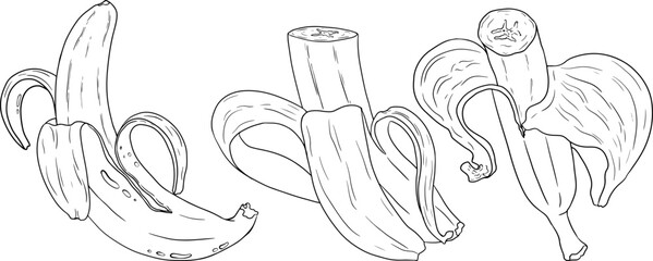 Banana, bananas coloring pages. Tropical harvest and agriculture. Vector hand drawn line illustration. Exotic fruits isolated on white background