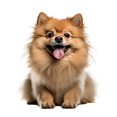 Obraz premium cute dog looking isolated on white