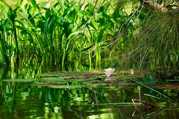 Wild lily pond