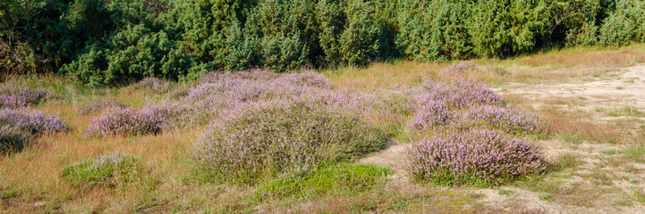 Panorama der blühenden Heidelandschaft, Westruper Heide, Münsterland, Haltern am See, Nordrhein-Westfalen, Deutschland, Europa