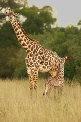 Naklejka na ściany i meble Giraffe with her baby in Masai Mara 