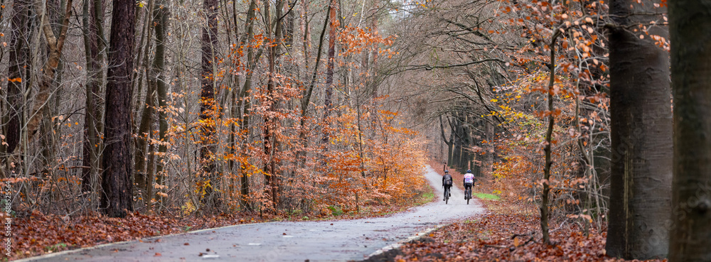 Wall mural two men on bicycle on track through forest near utrecht in holland