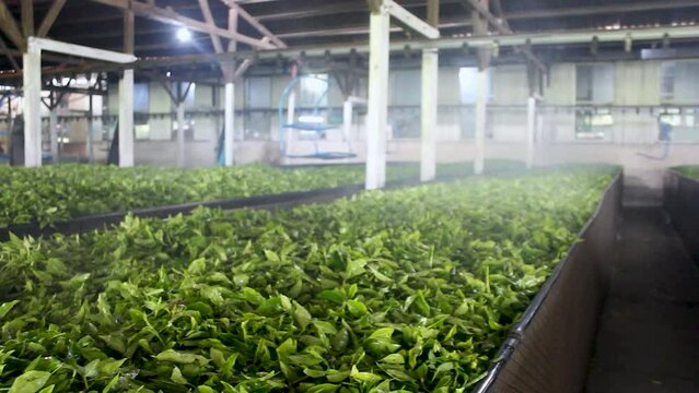Tea leaves are steamed after being harvested. Drying tea leaves. The purpose of the steaming is to prevent the leaves from being oxidized