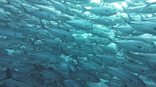 A school of fish in the ocean. A huge school of jackfish is circling in the water.