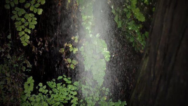 green branch in the rain in forest