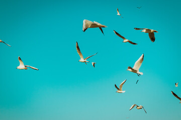 birds in the sky