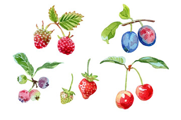 Set of watercolor temperate fruit elements