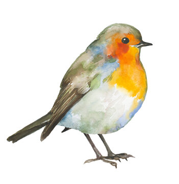 Little watercolor robin bird hand drawn illustration on white background