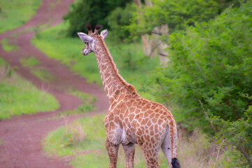 Pretty specimen of a wild giraffe  in the nature of South Africa
