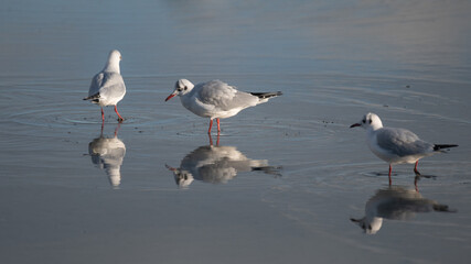 Fototapeta premium Larus ridibundus, Black-headed Gull, Mouette rieuse