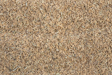 close up of seeds, paddy.