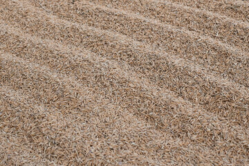 paddy texture background