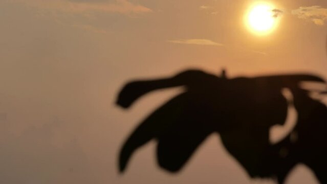 An evening sunset with bougainvillea leaves swaying in the wind as silhouettes and birds flying by