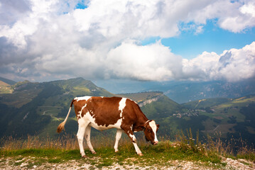 Fototapeta na wymiar Brown cow on a mountain pasture in summer