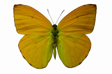 Phebis Argante butterfly on a white background.