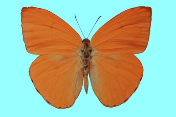 Phebis Argante butterfly on a white background.