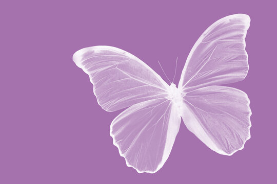 White butterfly on purple background