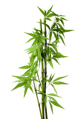 Natural bamboo cane with leaves isolated on cutout PNG transparent background - obrazy, fototapety, plakaty