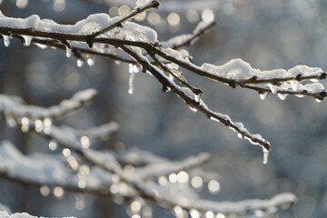 branches covered with snow