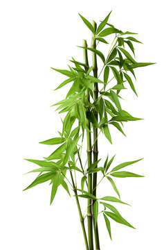 Natural bamboo cane with leaves isolated on cutout PNG transparent background