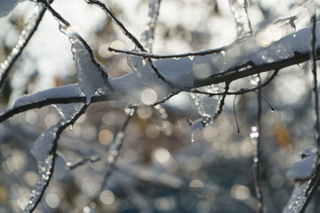 snow covered branches
