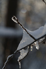 ice covered branches
