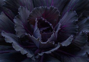 Background of purple decorative ornamental cabbage rose