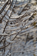 snow covered branches