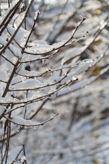 icicles on the trees