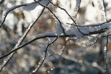 snow covered branches