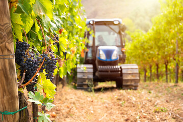 Harvesting grapes in vineyard with tractor - obrazy, fototapety, plakaty