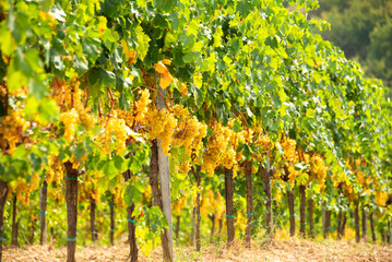 Ripe grapes growing on vine in vineyard