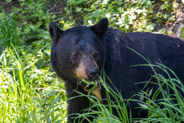 Obraz premium Close up of the head of a black bear between green bushes eating green grasses