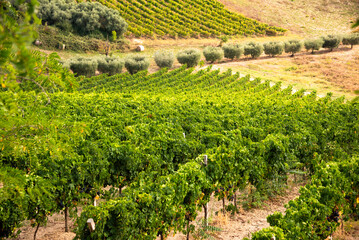 Fototapeta na wymiar Vineyard and winery on hill in summer
