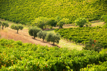 Fototapeta na wymiar Vineyard and winery on hill in summer