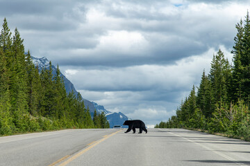 View over the length of the road of the Icefields Parkway, Alberta, Canada, a black bear in the middle crossing to the other side; in distance car approaching on other side - obrazy, fototapety, plakaty