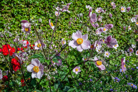 Shrubby Roses at Marselisborg Park
