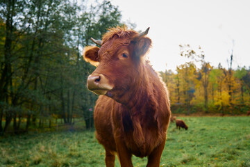 Brown cow grazing on field. Jersey cow eating green grass on pasture. Cattle breeding. Milk production on home farm