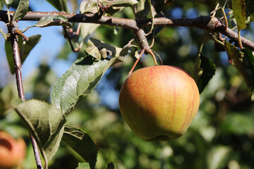 A ripe apple on the tree in autumn season