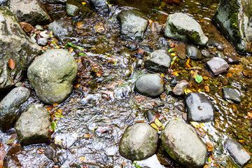 travel to Georgia - wet stones and fallen yellow leaves in water of mountain stream in forest of Adjara on autumn day
