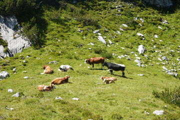 Cows in Armkarwand, Gosausee valley, Austria