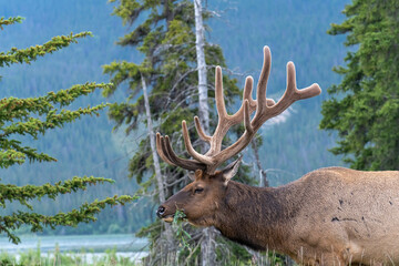 Close up of the side of the head of an Elk or Wapiti (cervus canadensis) with large antlers grazing in wilderness of Canada with background out of focus
