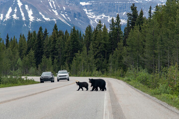 View over the road of the Icefields Parkway, Alberta, Canada, with a black bear and two cubs in the...
