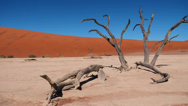 Dead dry tree snags in hot arid desert on dried up riverbed background of red orange high sand dunes. A national park Sossusvlei Desert Deadvlei in Namibia and popular tourist destination