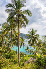 Fototapeta na wymiar Tropical vertical landscape with palms trees and view on turquoise sea water from the landscaped place in jungle of Koh Tao island in Thailand