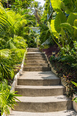 Stairs upward in tropical garden in sunny day